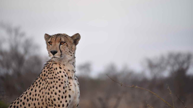 AFRICA CHEETAH (1)