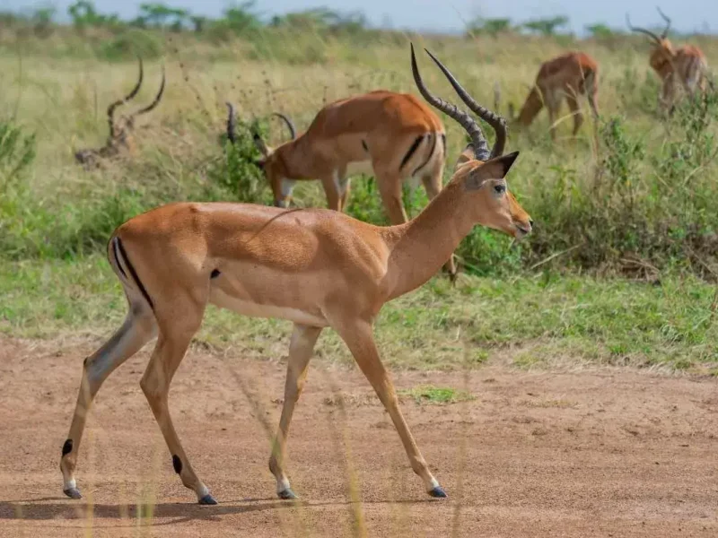 Antelope at manyara