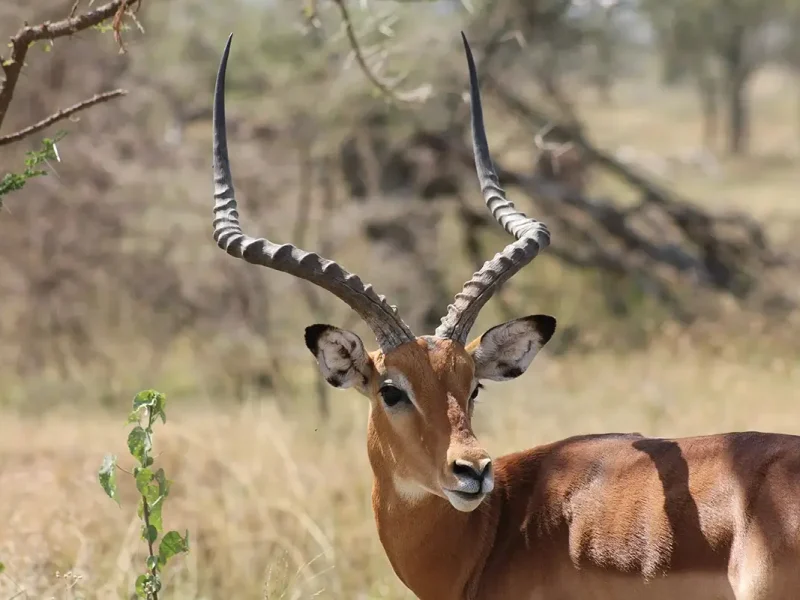 Antelopes-of-the-ngorongoro-Tanzania-Safari-Guide-1