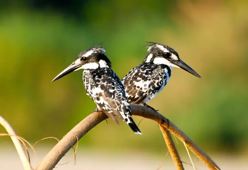 Bird watching at mahale