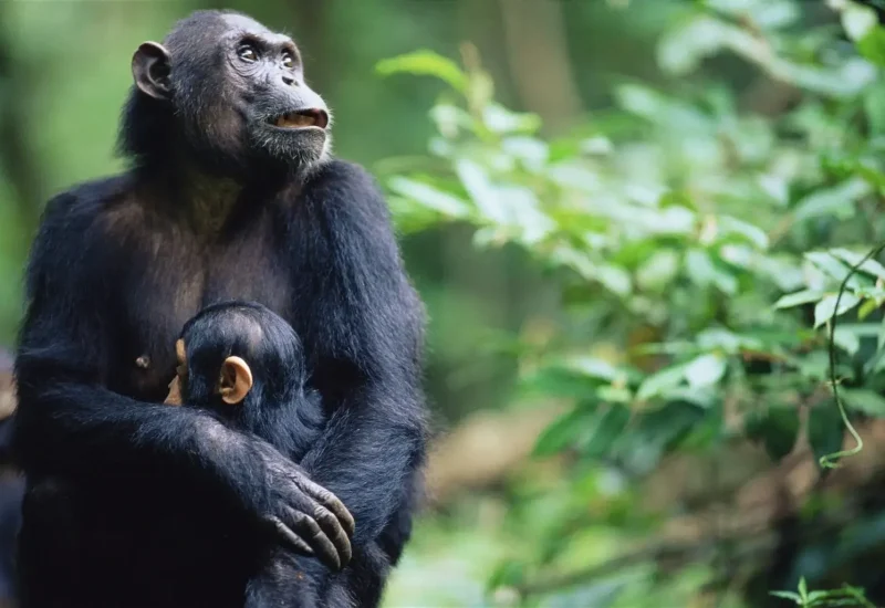 Chimpanzee trekking-gombe stream np