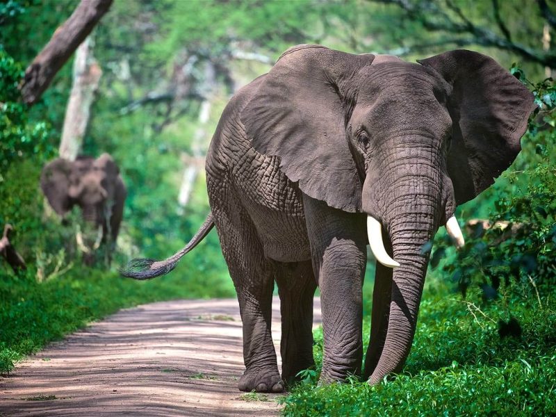 ELEPHANT IN LAKE MANYARA
