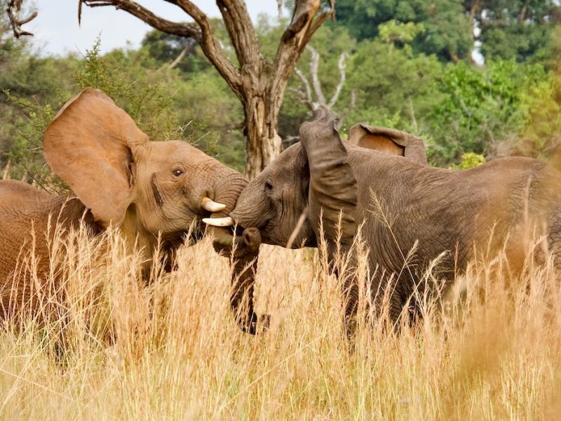 Elephant in Serengeti
