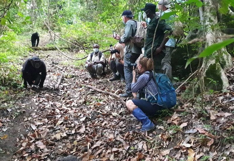Guided forest hikes at mahale np copy