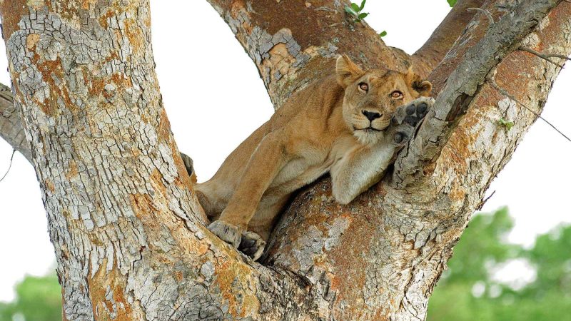 Lioness-in-tree (1)
