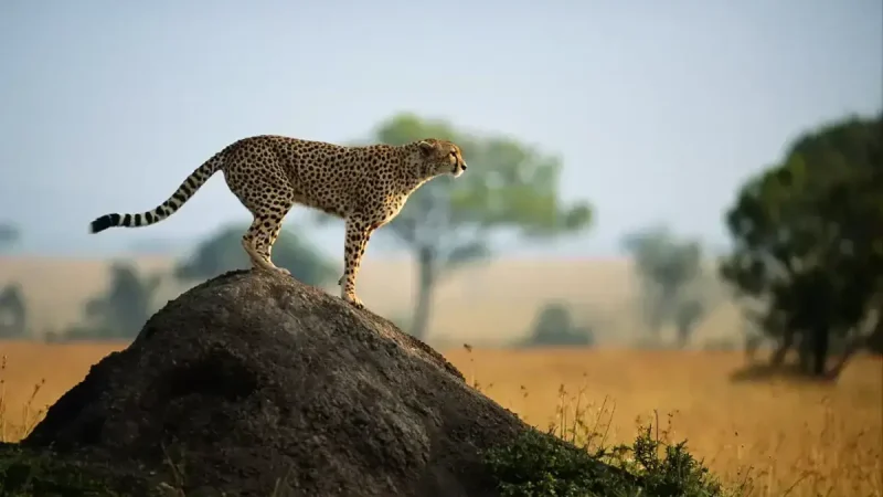 Serengeti National Park (1)