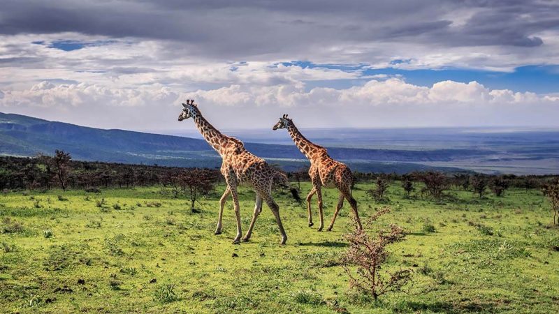 Serengeti National Park-girrafee (1)
