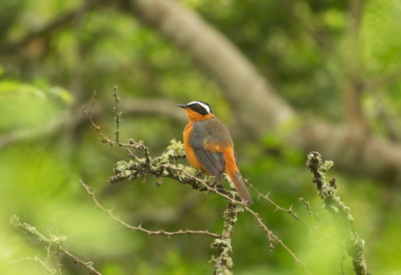 Tanzania-Birding-Safaris