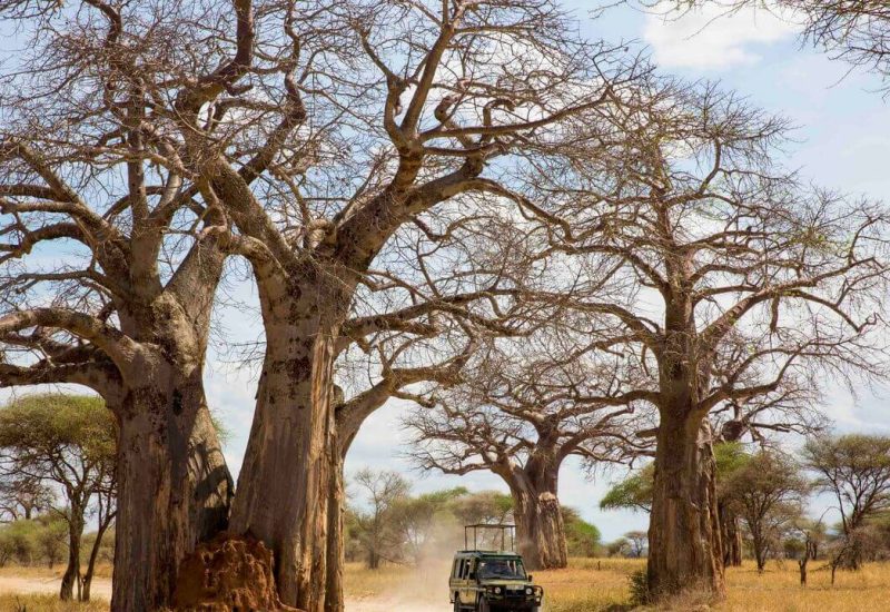 Tanzania-Ruaha-game-drive