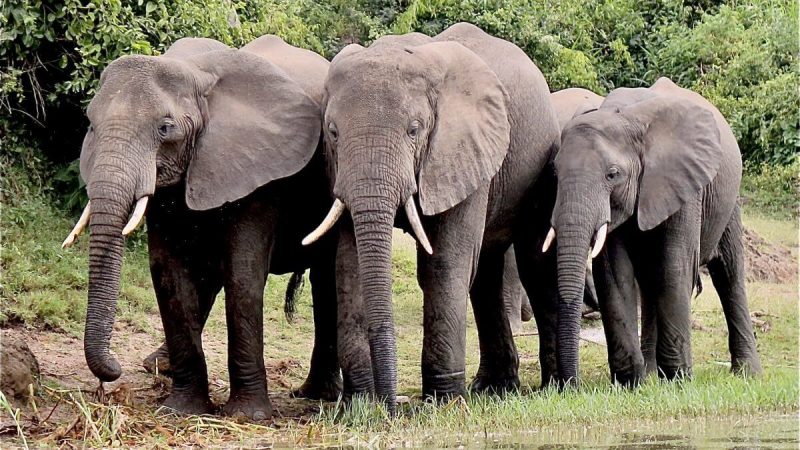 Tarangire National Park - elephant (1)