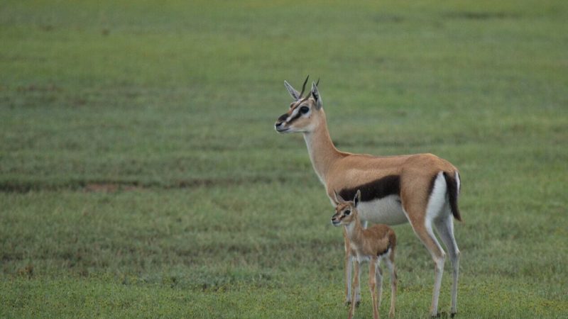 Thomson’s gazelles (1)