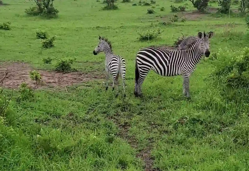 Zebras-Grazing-at-Mikumi-National-Park