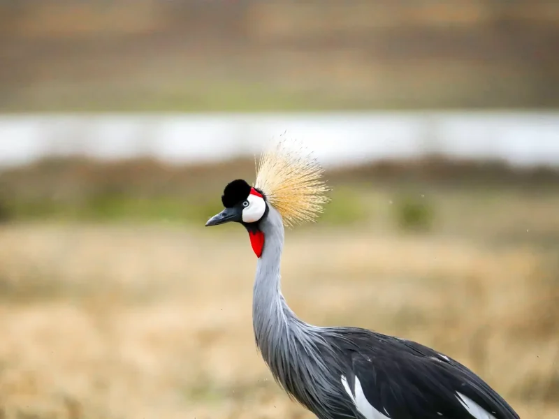 aeusha national park birdlife