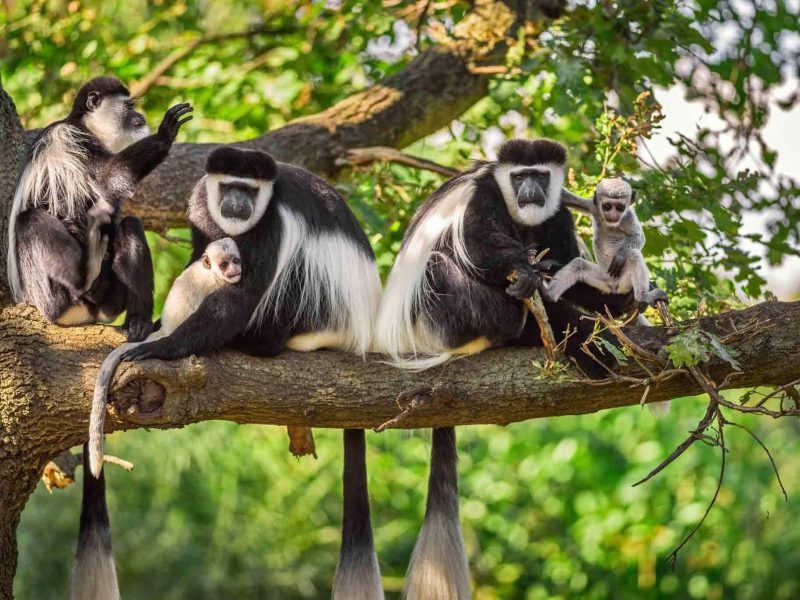 arusha national park white colobus monkey