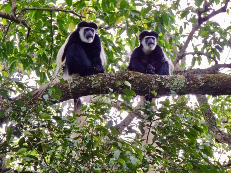 arusha np-colobus monkey