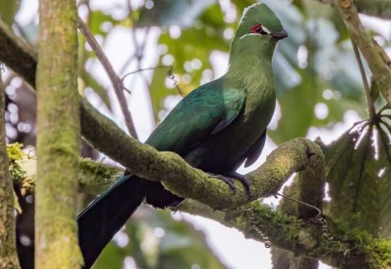 birdlife at gombe np