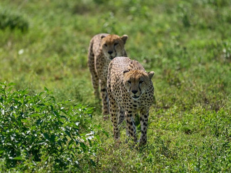 cheetah at manyara