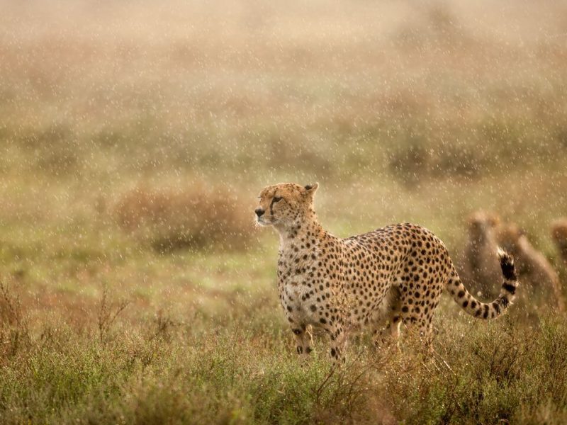 cheetah at ngorngro