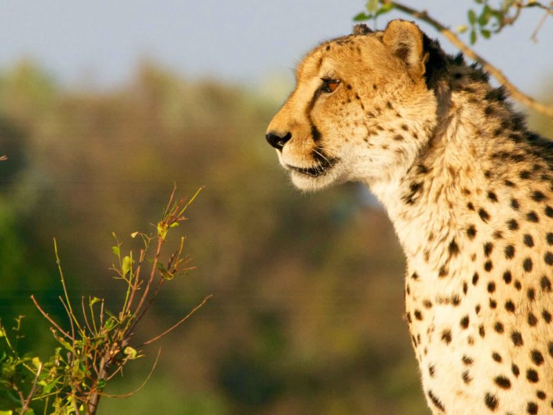 cheetah in tarangire national park