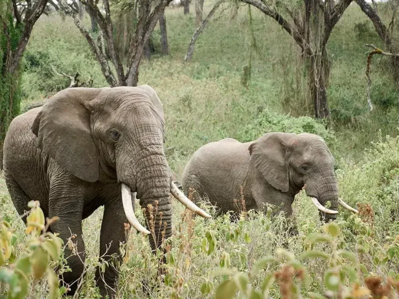 elephant at tarangire