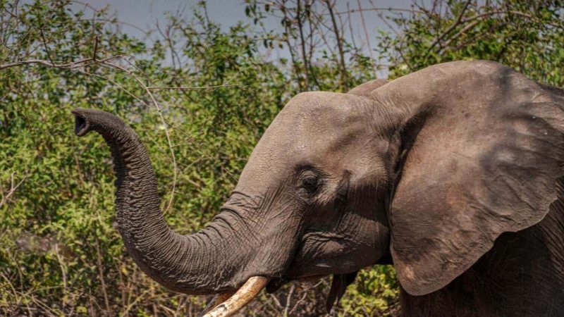 elephant - safari (1) (1)