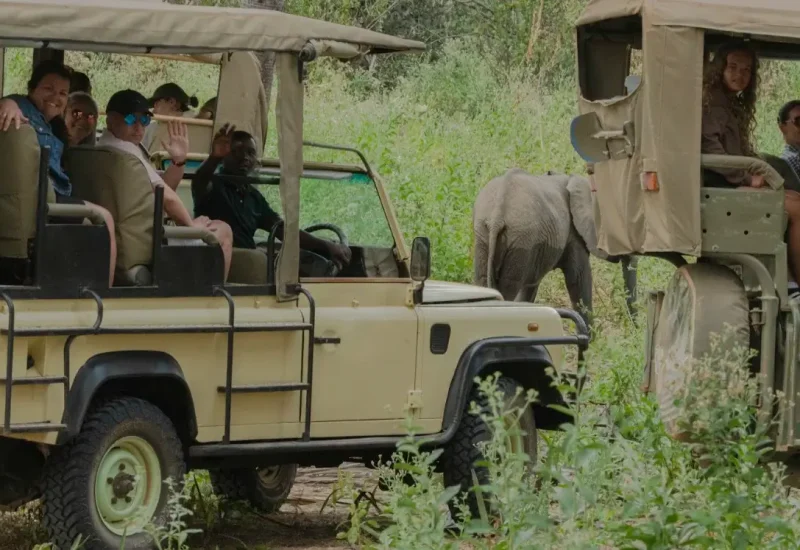 game drive at mikumi