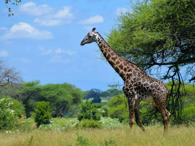 girrafe in tarangire np