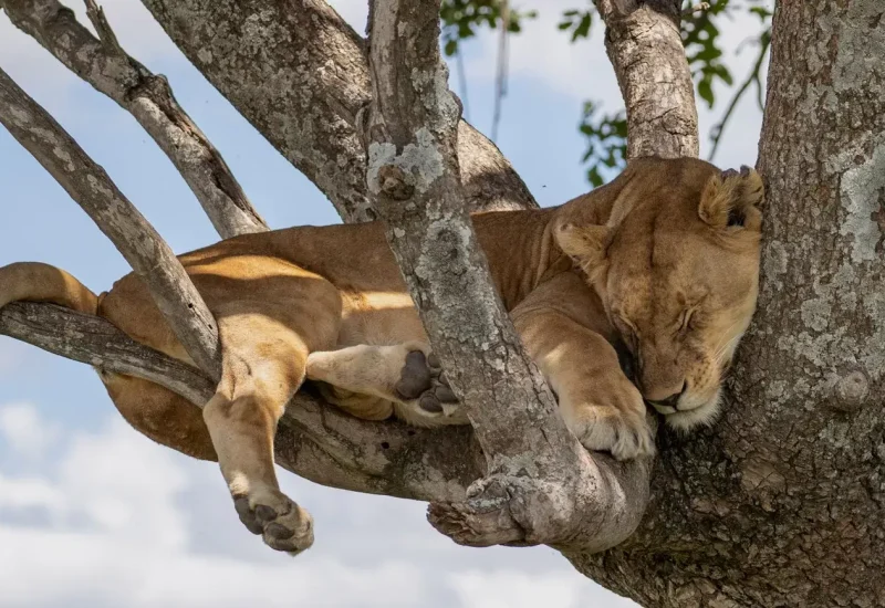 lion at katavi national park