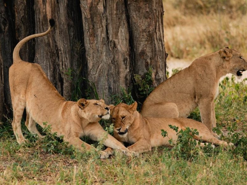 lion at tarangire