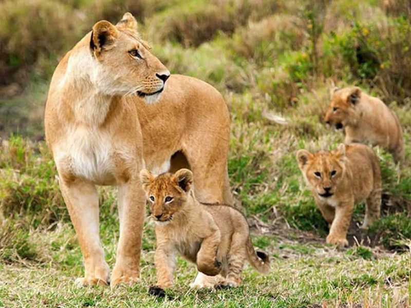 ngorongoro-conservation-area-lion