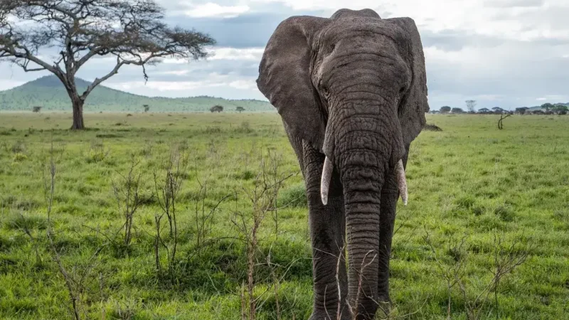 serengeti-tanzania-safari- (1)