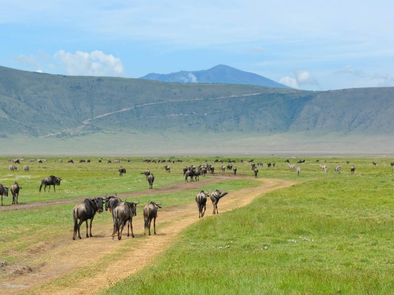 wwildebeest at ngorongro