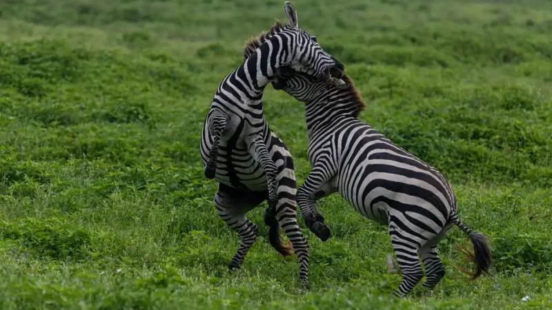 zebra-3 (1)