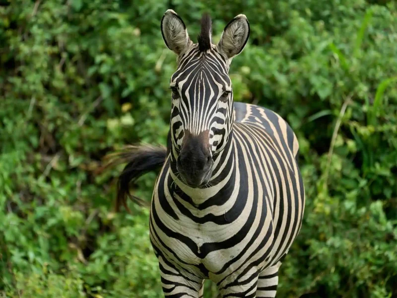 zebra-in-lake-manyara-national-park