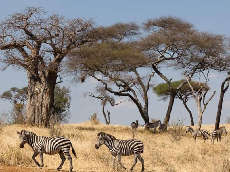 zebra in tarangire