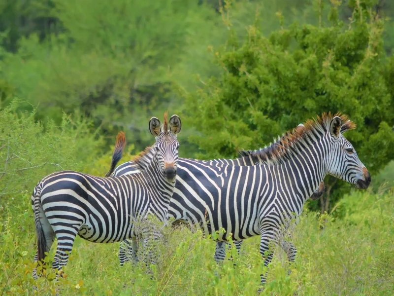 zebra ta arusha national park