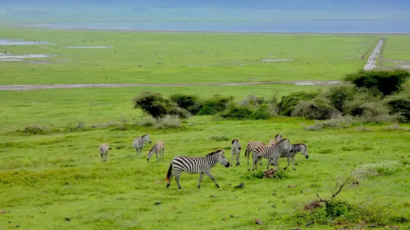 zebrra at ngorongro (1)